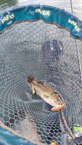 Largemouth Bass