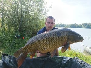 Common Carp