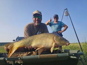 Common Carp