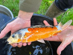 Koï Fish