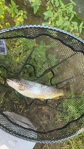 Brown Trout