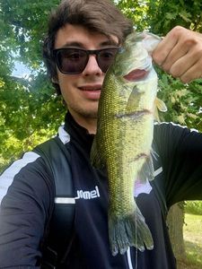 Largemouth Bass