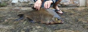 Common Bream