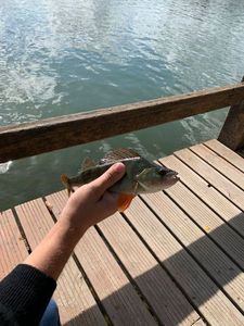 European Perch