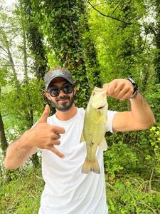 Smallmouth Bass