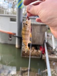European Perch