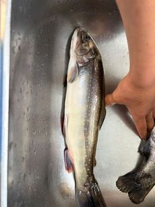 Brook Trout