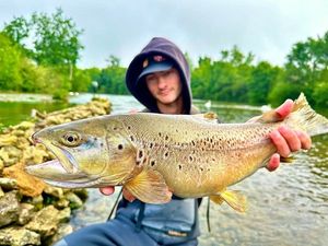 Brown Trout