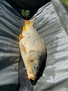 Common Carp