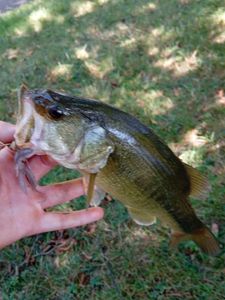 Largemouth Bass