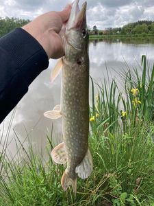 Northern Pike
