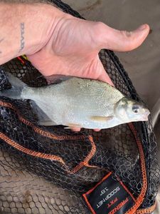 White bream