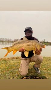 Common Carp