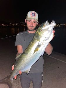 Bluefish