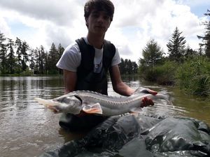 Sturgeon