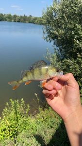 Yellow Perch