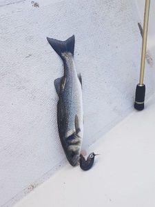 European Bass (Seabass)