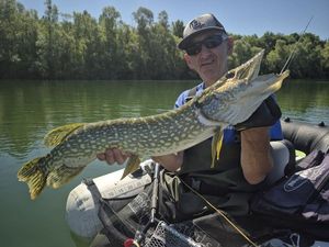 Northern Pike