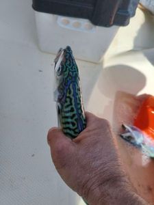 Mackerel
