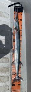Garfish