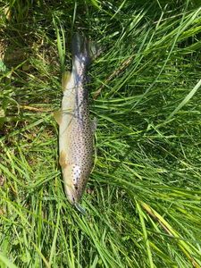 Brown Trout