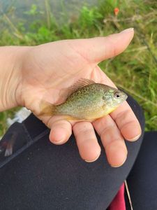 Green Sunfish