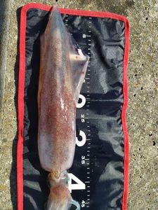 European Squid