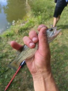 Largemouth Bass