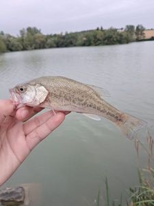 Largemouth Bass