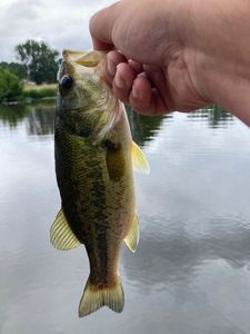 Largemouth Bass