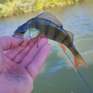 European Perch