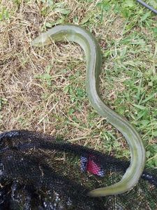 European Eel (Common Eel)
