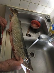 Northern Pike