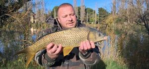 Common Carp