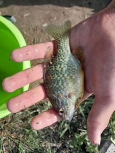 Green Sunfish