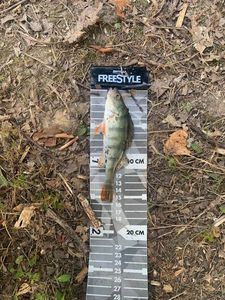 European Perch
