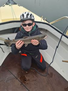 Sea Trout