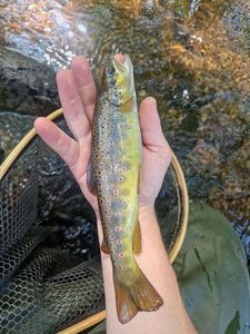 Brown Trout