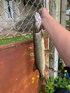 Northern Pike