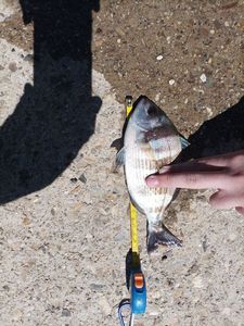 White Seabream