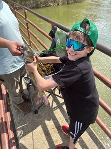 Blue Catfish