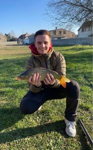 Common Carp