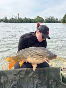 Common Carp