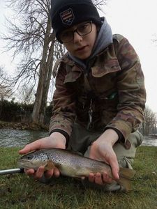 Brown Trout