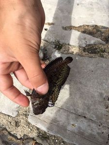 Black Goby
