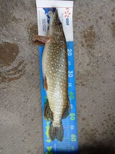 Northern Pike
