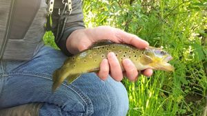 Brown Trout