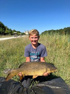 Common Carp