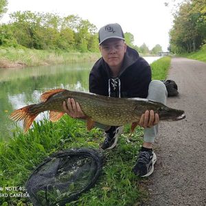 Northern Pike
