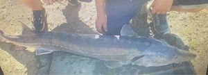 Sturgeon